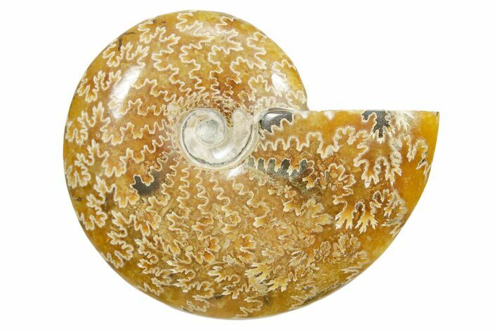 Polished Ammonite (Cleoniceras) Fossil - Madagascar #348498